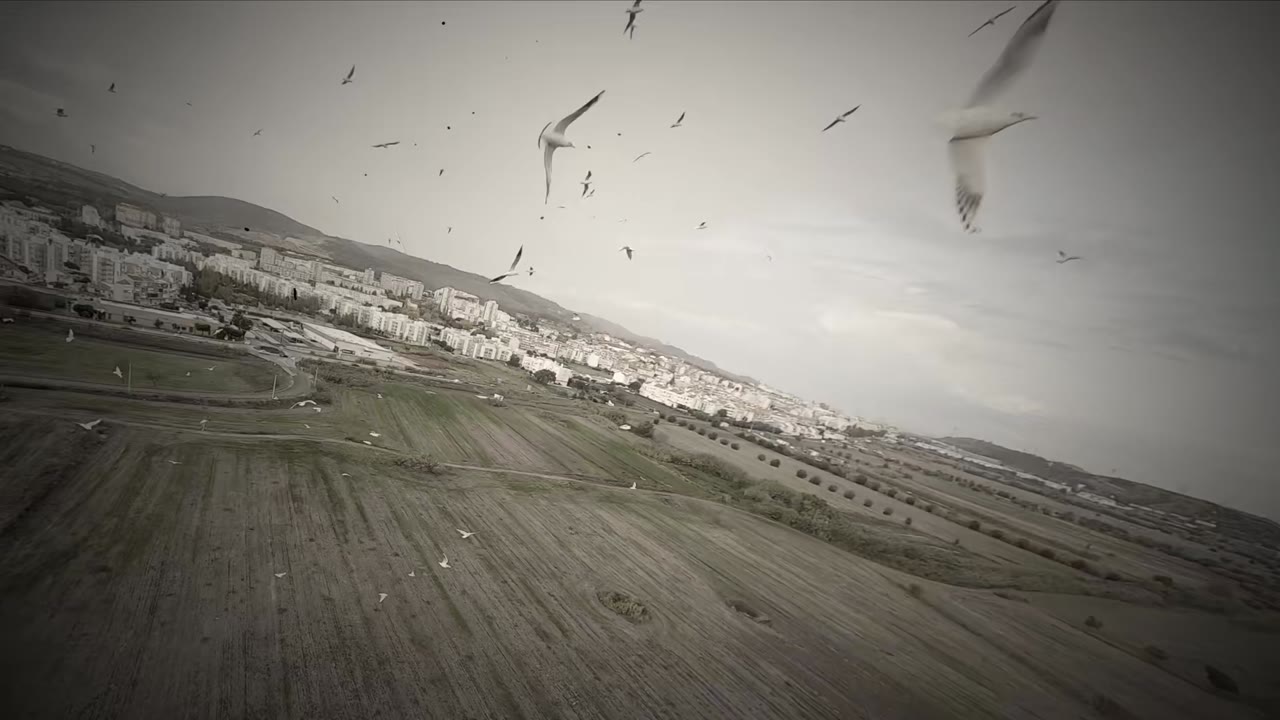 Se uma gaivota viesse — Curta · Drone-Days '21 · DJI Movie Awards (Portugal)